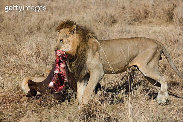 animals - lion 동물-사자 야생동물 사파리동물 사자 사냥하는동물 동물 동물원