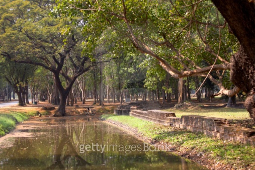 더 트리 치앙마이(The tree chiang mai)