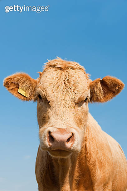 Cow in the Face 이미지 (138295069) - 게티이미지뱅크 Cow in the Face