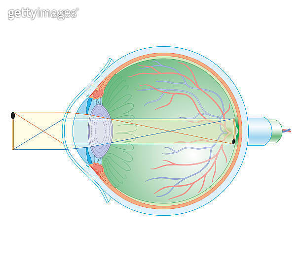 Cross section biomedical illustration of human eye showing mechanism of ...