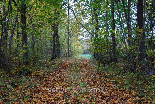 Country road in fall colors (523578513) - 게티이미지뱅크