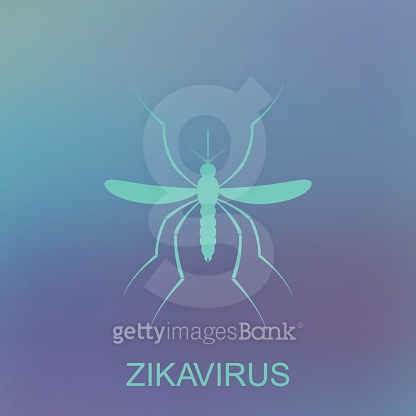 Zika mosquito vector. Virus alert. Aedes Aegypti isolated on blue ...
