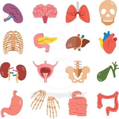 Human organs set. Bones, internal organs vector icons. Flat design ...