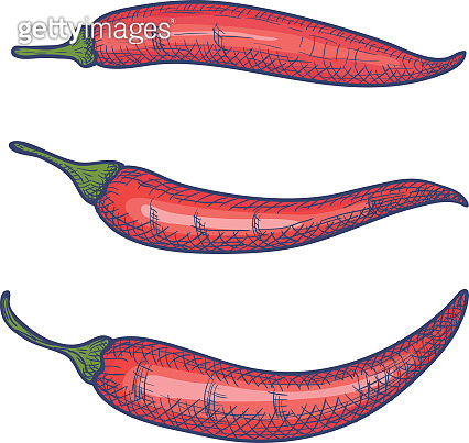Hand Drawn Set of Chili Peppers Isolated on White. Vector (845230828 ...