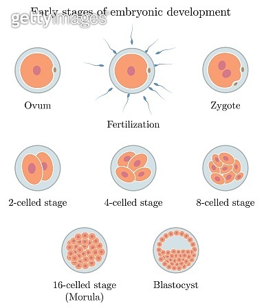 Human embryonic development showing stages from egg and fertilization ...
