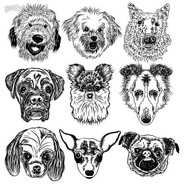 Vector collection of different dogs breeds isolated on white ...