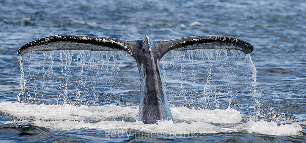 Tail humpback whale above the water surface close up. (669363418) - 게티이미지뱅크