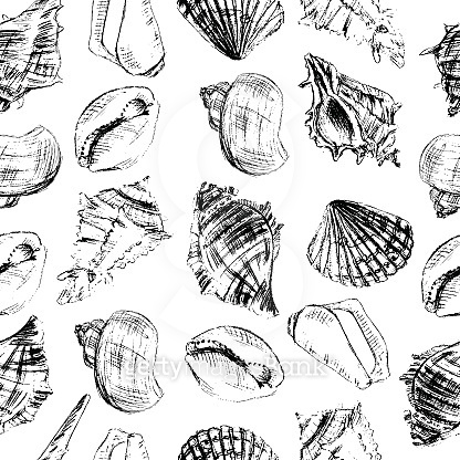 Seashells hand drawn vector graphic etching sketch isolated on white ...