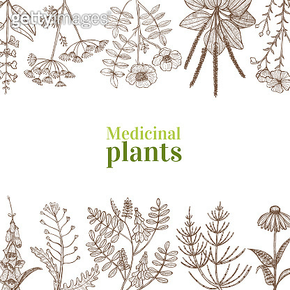 Template with Medicinal Plants in Hand-Drawn Style (1068373924) 일러스트 ...