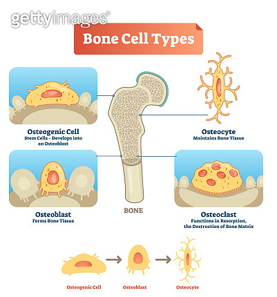 Vector illustration bone cell types diagram. Scheme of osteogenic cell ...