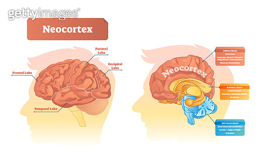 Neocortex vector illustration. Labeled diagram with location and ...