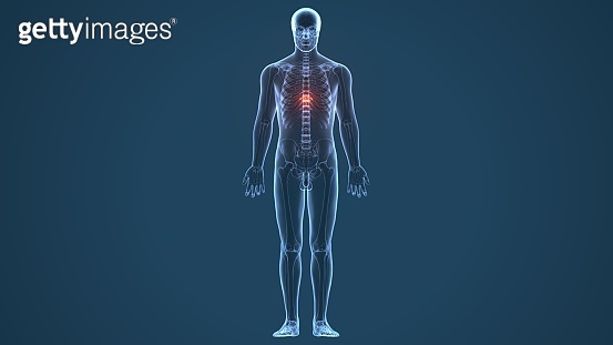 3d illustration of human body Spinal cord stock anatomy (1060652316 ...