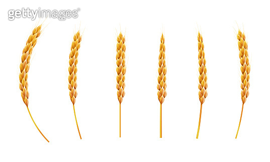 Set wheat ear. 3d Realistic vector illustration. High detailed ...