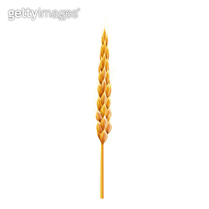 Sinlge wheat ear. 3d Realistic vector illustration. High detailed ...