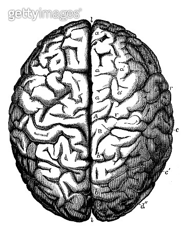 Antique illustration of human body anatomy nervous system: Brain ...