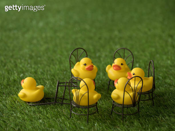 Group of five yellow rubber ducks sitting on chairs facing each other ...