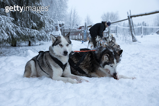 Sled dogs exitedly waiting to be tied to the sled line. (902440546 ...