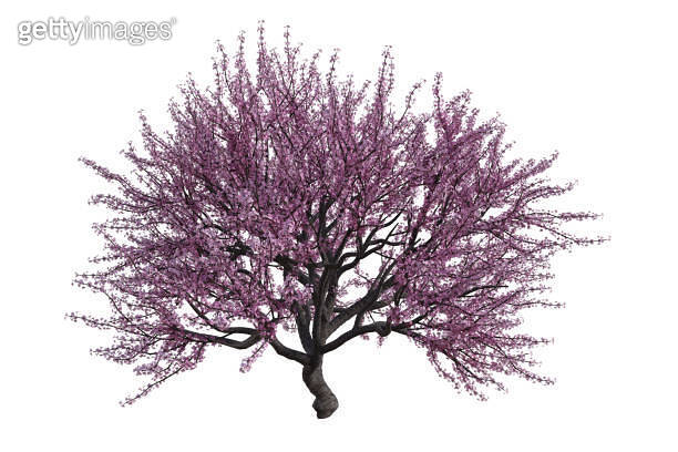 Large blossoming Sakura / Cherry tree isolated on white, 3d (1193403655 ...