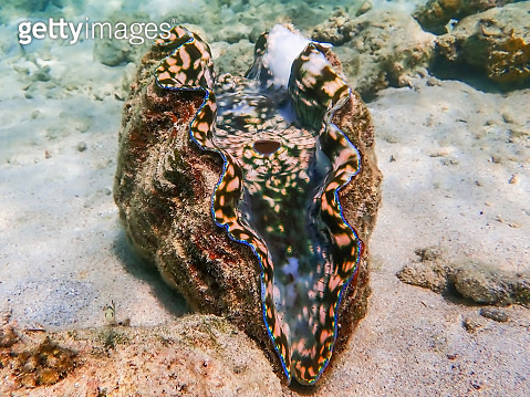 Pink Purple Blue Among Colors inside Giant Clam on Sandy Ocean Bottom ...