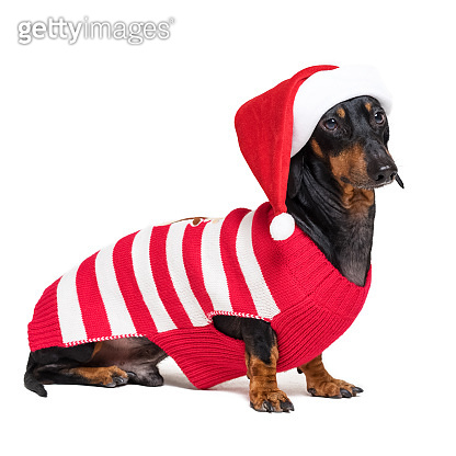 Dachshund breed dog, black and tan, wearing in red Christmas Santa ...