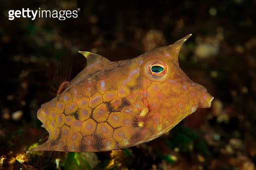 Thornback Cowfish Pesce Scatola Cornuto Lactoria Fornasini 1091710408 Ê²í°ì´ë¯¸ì§ë±í¬