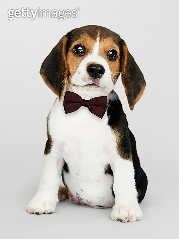 Cute Beagle in a dark brown bow tie (1129358860) - 게티이미지뱅크