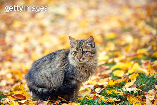 Cute Siberian cat sitting on the fallen leaves in the autumn garden ...