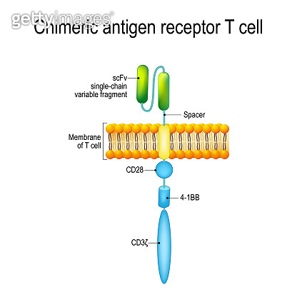 Chimeric antigen receptor T cell (CAR (1136864613) 일러스트, 무료 일러스트 - 게티이미지뱅크