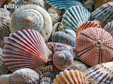Shells of many types and sizes"n (1178408207) - 게티이미지뱅크