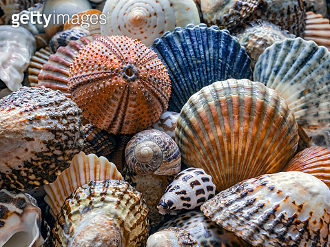 Shells of many types and sizes"n (1178206247) - 게티이미지뱅크