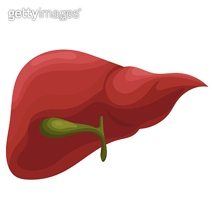 Human liver. Realistic vector illustration Isolated on white background ...