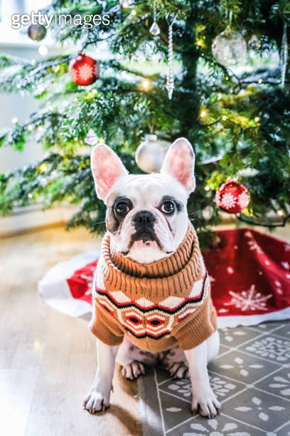 french bulldog ugly sweater
