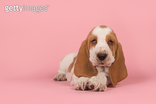 Cute basset hound puppy lying down seen from the front looking at the ...