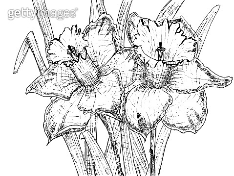 Vector line art with daffodils. Coloring book pages. Hand drawn ...