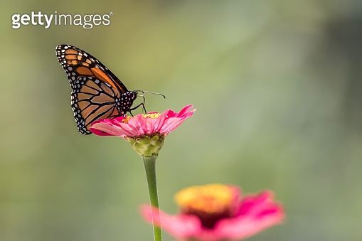 Male Monarch Butterfly on pink zinnia flower (1271421229) - 게티이미지뱅크