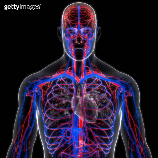 Human Circulatory System Arteries and Veins Anatomy (1274463139) 일러스트 ...