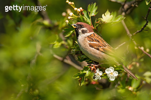 Small bird sparrow sitting on blossoming tree branch (1227132964) - 게티이미지뱅크