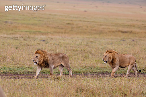 male lion on the plains of the Masai Mara National Reserve (1282200212 ...