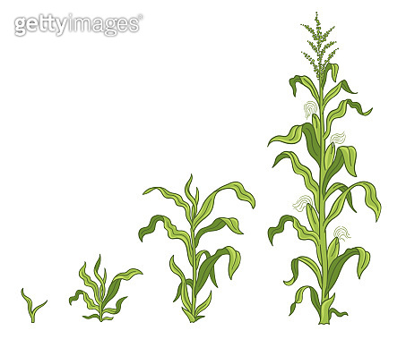 Growth stages of Maize plant. Corn development phases. Zea mays ...