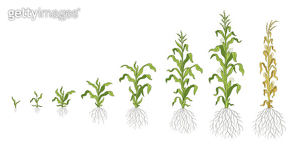 Growth stages of Maize plant. Corn development phases. Zea mays ...