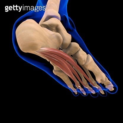 Flexor Digitorum Brevis Muscle Anatomy For Medical Concept 3D ...