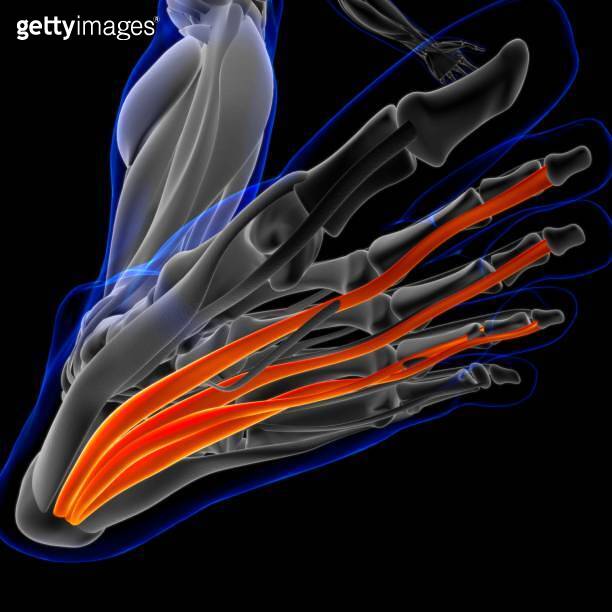 Flexor Digitorum Brevis Muscle Anatomy For Medical Concept 3D ...