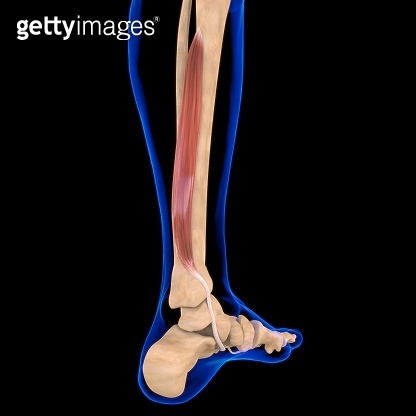 Flexor Digitorum Longus Muscle Anatomy For Medical Concept 3D ...