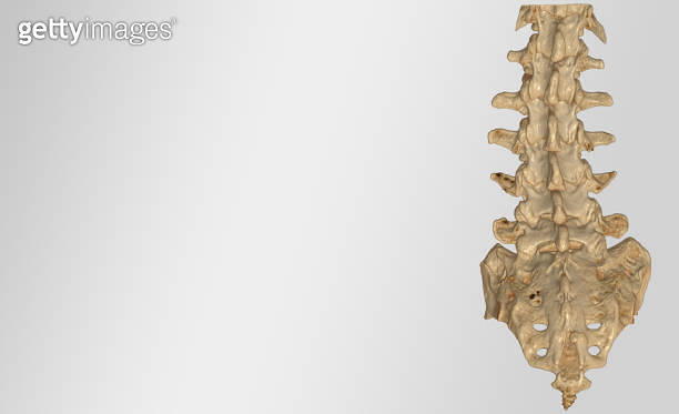 L 2 L-S spine 3D rendering image top (1222409800) - 게티이미지뱅크