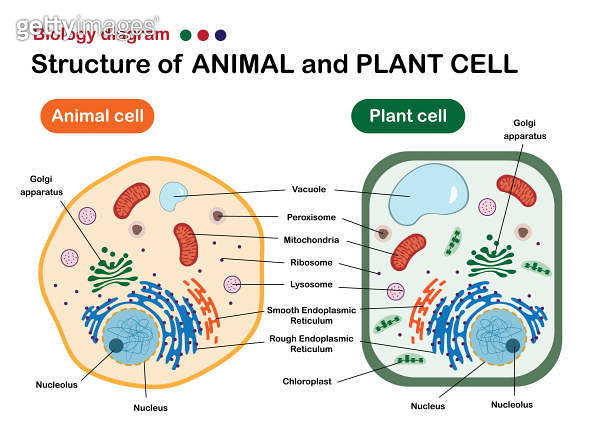 Biology diagram show structure of animal and plant cell (1246267051 ...
