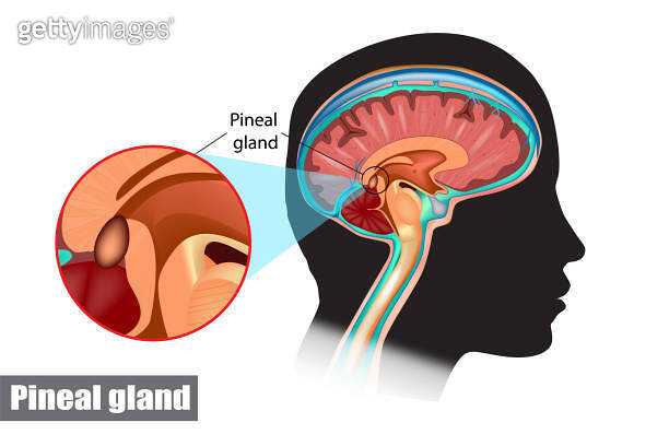 Diagram of pituitary and pineal glands in the human brain (1254254983 ...