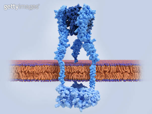 The tumor necrosis factor receptor with TNF bound. TNF receptors are ...
