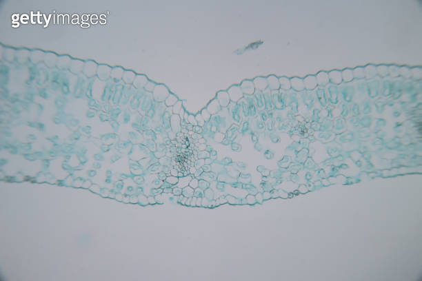 Cross-section leaf Plant of under the microscope for classroom ...