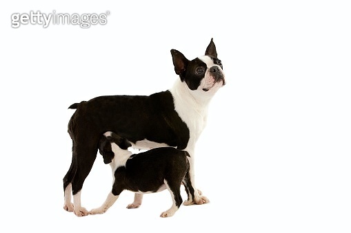 Boston Terrier Dog, Mother and Pup Suckling against White Background ...