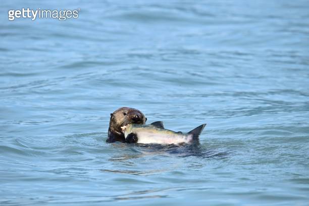 Sea Otter Eating Salmon (1204256709) - 게티이미지뱅크